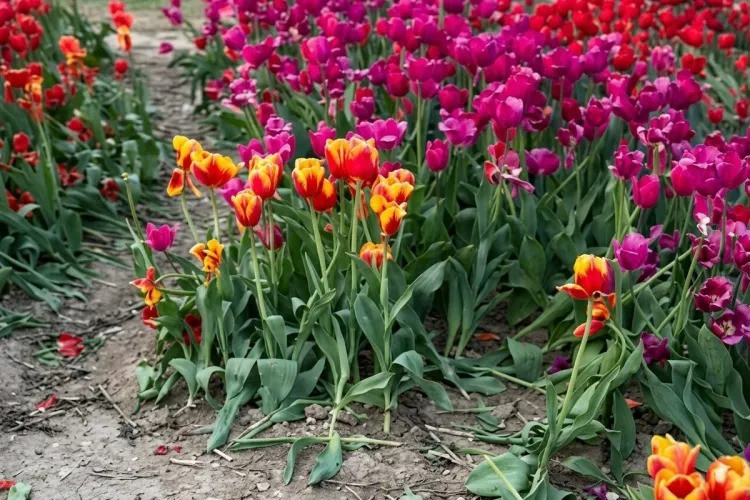 Bulvarda gülləri əzənlər POLİSƏ ÇAĞIRILDI