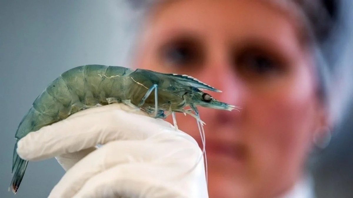 Çinli alimlərdən yeni araşdırma: Dəniz virusu ilə göz xəstəliyi arasında əlaqə