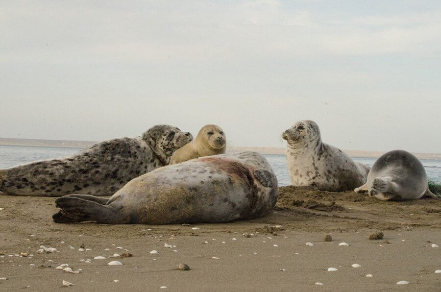 Xəzər sahillərində yüzlərlə “Qırmızı Kitab” heyvanı ölü tapıldı