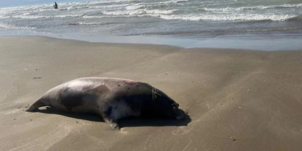 Xəzərdə nə baş verir? -