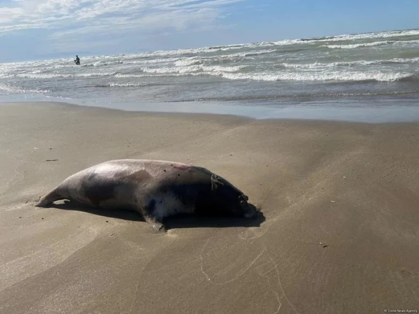 Xəzərdə nə baş verir? -