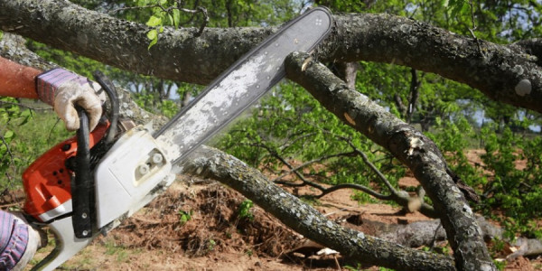 Təkcə ağacları yox, həm də nəfəsimizi kəsirik - Ekoloq danışdı