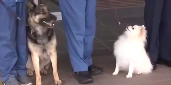 Yaponiyada polis qüvvələrində xidmət edən ilk it