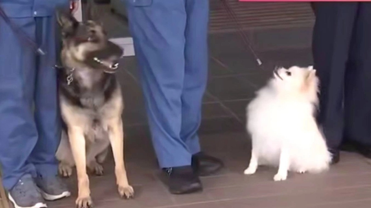 Yaponiyada polis qüvvələrində xidmət edən ilk it