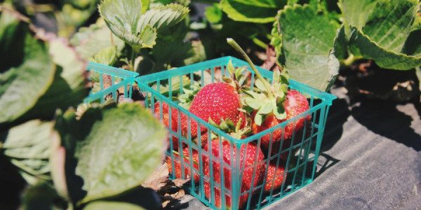 Çiyələk ucuzlaşır