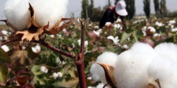 Azərbaycan pambıq lifi ixracından gəlirini 44 %-ə yaxın artırıb