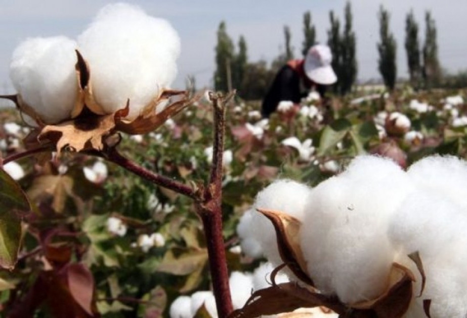 Azərbaycan pambıq lifi ixracından gəlirini 44 %-ə yaxın artırıb