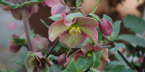 Alaq otları ilə necə mübarizə aparmaq olar?