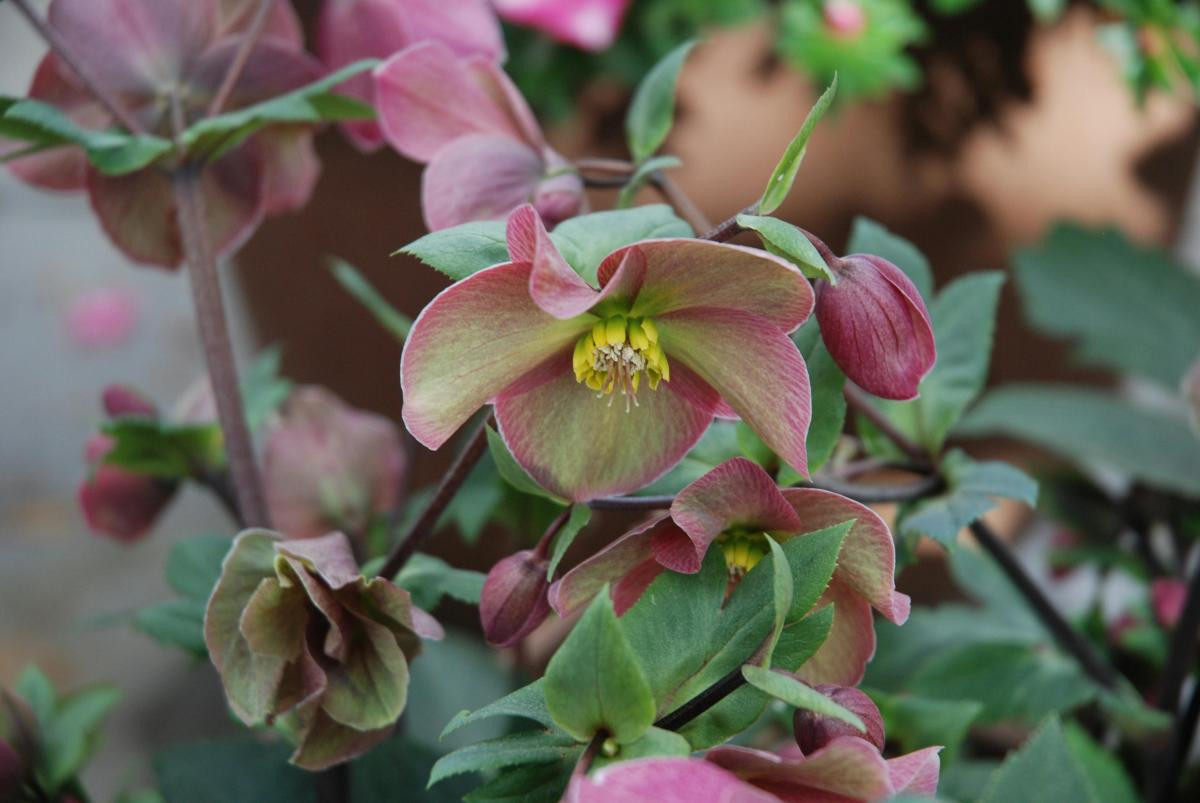 Alaq otları ilə necə mübarizə aparmaq olar?