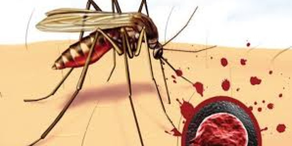 25 Aprel – Ümumdünya Malyariya Günü: Ağcaqanad qədər kiçik, həyat qədər böyük problem