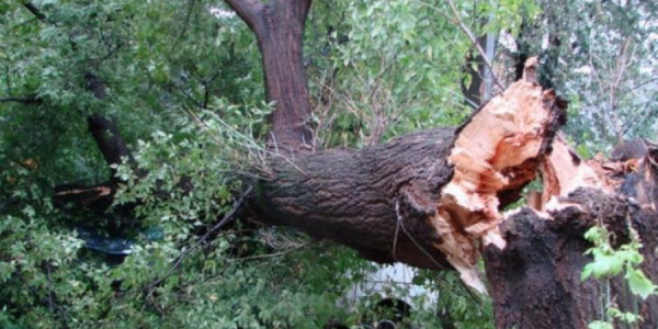 Küləkdə aşan ağaclar -