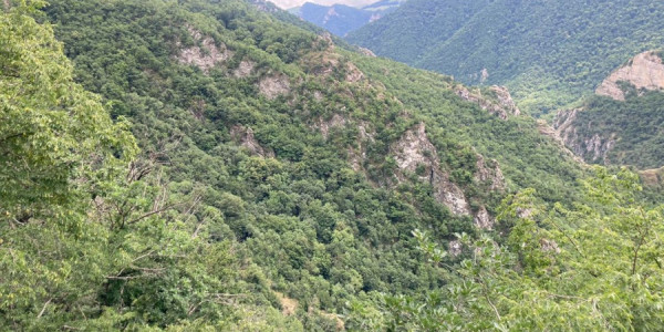 Kəlbəcər dağlarında qonur ayı görüntüləndi