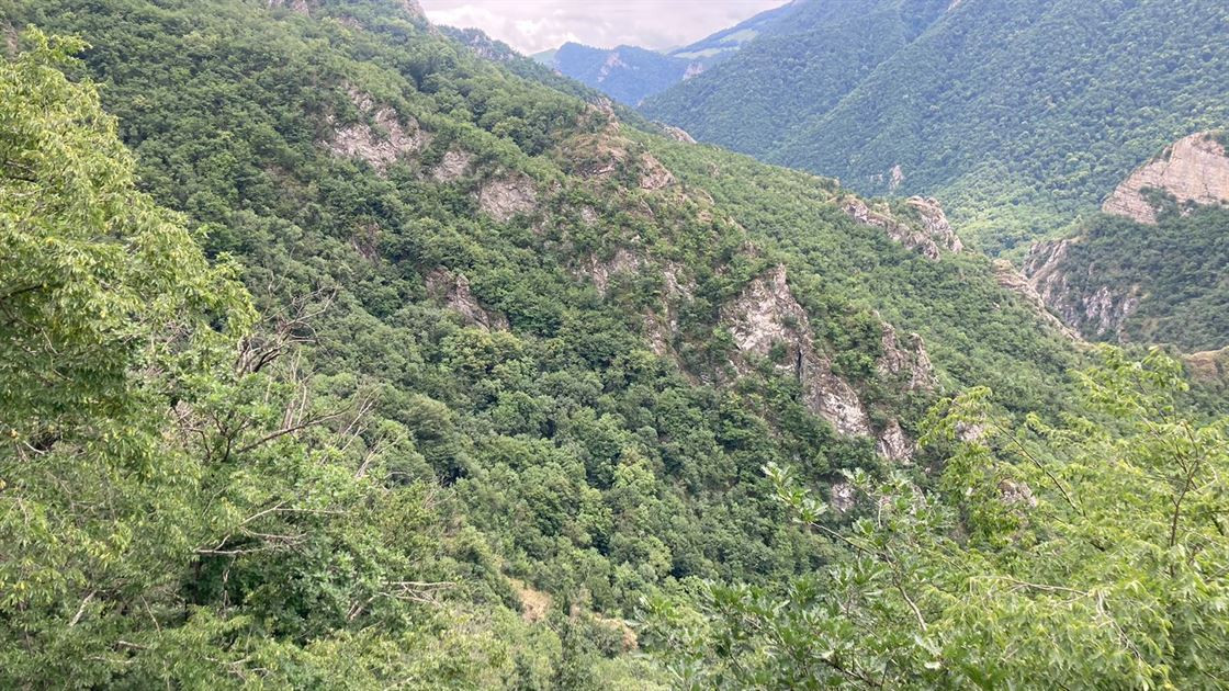 Kəlbəcər dağlarında qonur ayı görüntüləndi