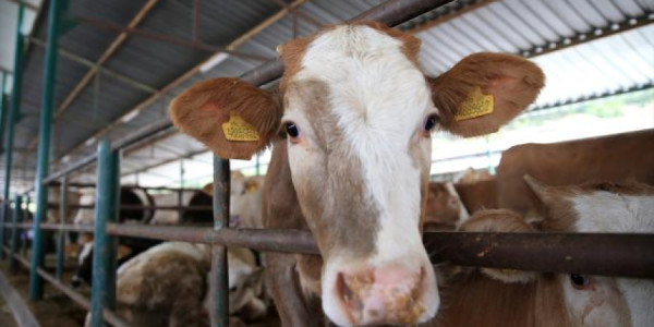 Qurban ibadəti ilə bağlı doğru bilinən yanlışlar nələrdir?