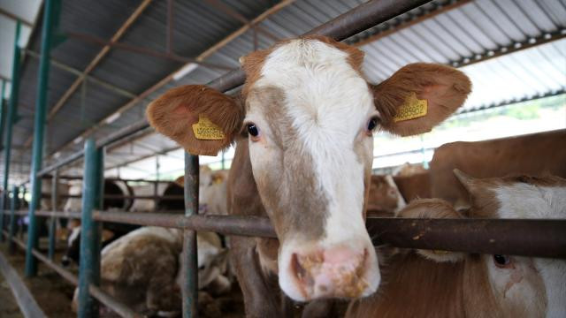 Qurban ibadəti ilə bağlı doğru bilinən yanlışlar nələrdir?