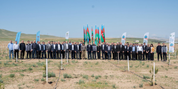 Müşfiqabadda ağacəkmə aksiyası keçirilib