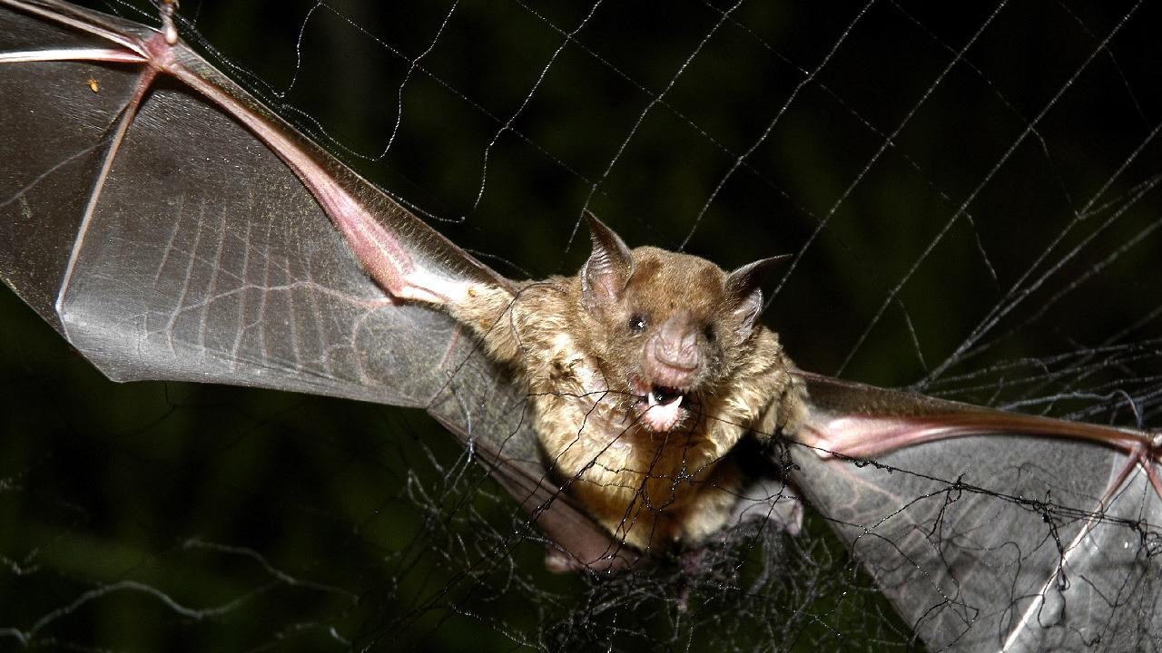 Taylandda yarasalarda yeni koronavirus ştammı aşkar edilib
