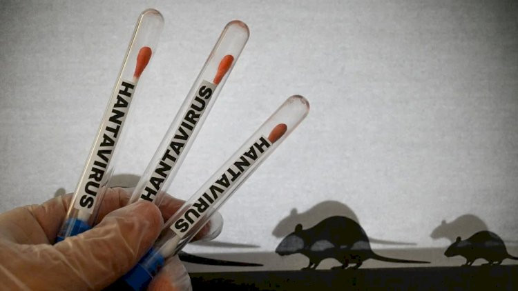 ÜST: Azərbaycanda hantavirus riski aşağı səviyyədədir