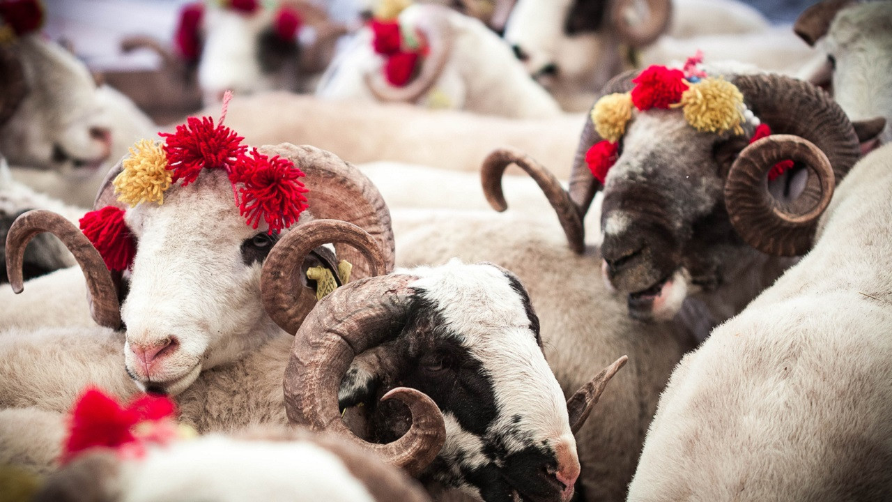 Qurban kəsmək üçün yerlərin