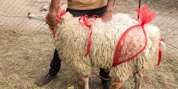 Qurban kəsərkən hansı qaydalara əməl olunmalıdır?