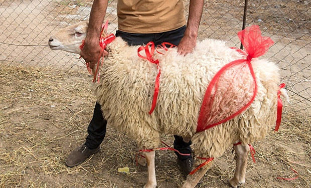 Qurban kəsərkən hansı qaydalara əməl olunmalıdır?