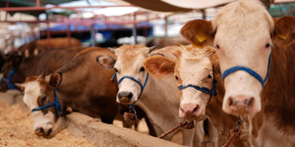 Qurban əti alarkən nələrə diqqət etmək lazımdır?