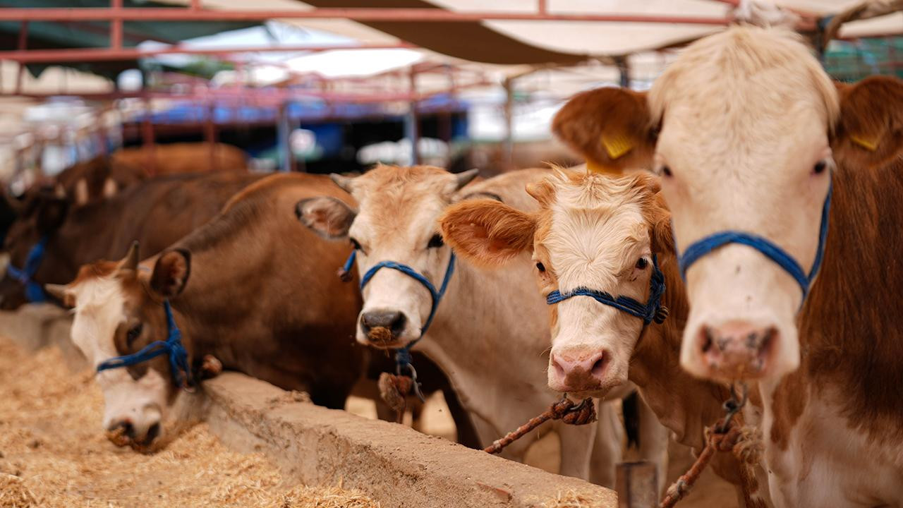 Qurban əti alarkən nələrə diqqət etmək lazımdır?