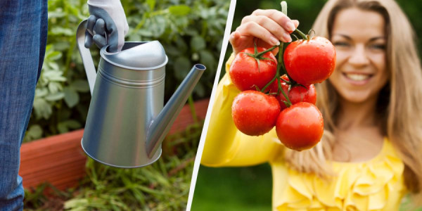 Pomidor fidanları əkənlərə qızıl kimi məsləhətlər