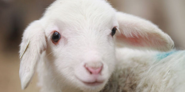 Qurban bayramı ilə bağlı hazırlıq işləri yekunlaşıb