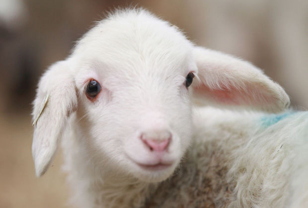 Qurban bayramı ilə bağlı hazırlıq işləri yekunlaşıb