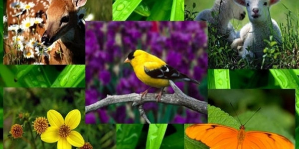 22 May – Beynəlxalq Bioloji Müxtəliflik Günü: Təbiətin görünməz sistemi və insanlığın gələcəyi