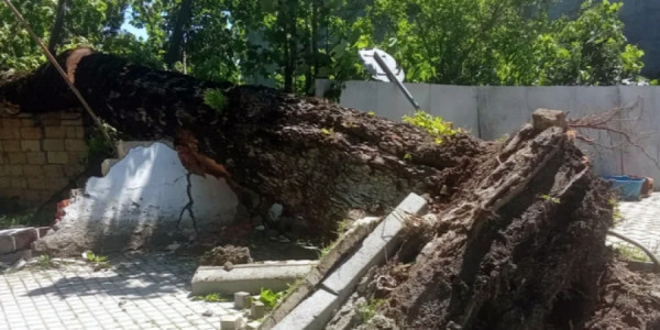 Güclü külək ağacı aşırıb, 15 kənd işıqsız qalıb