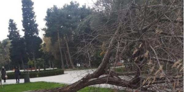 Külək nəticəsində Bakıda 41 ağac sınıb