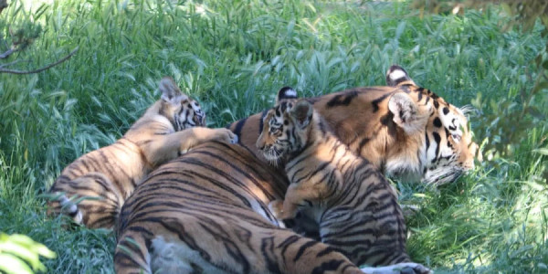 Bakı Zooloji Parkında Amur pələngi balaları dünyaya gəlib