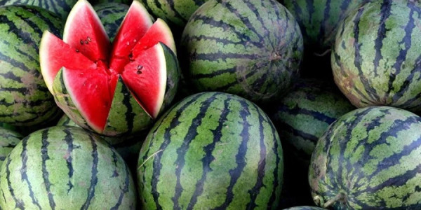 Qarpız, bakteriyaların çoxalmasına əlverişli zəmin yarada bilər