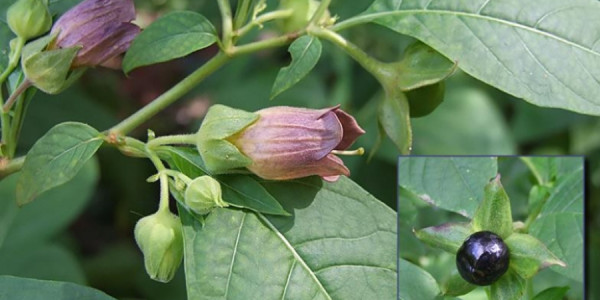 tropatan florasının 2595 növdən ibarət konspekti tərtib edilib
