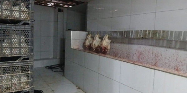 Salyanda qanunsuz quş kəsimi məntəqəsi aşkarlandı