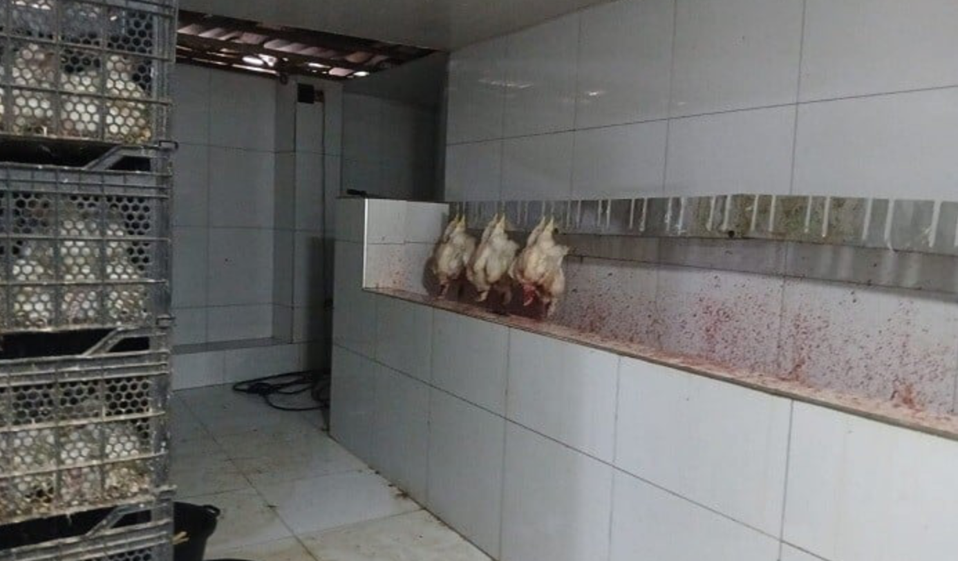 Salyanda qanunsuz quş kəsimi məntəqəsi aşkarlandı