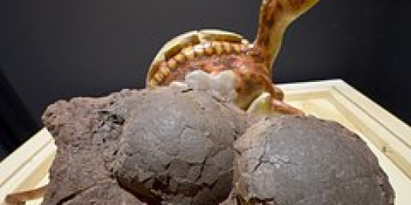 Çində 70 milyon illik dinozavr yumurtaları aşkarlanıb