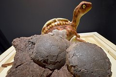 Çində 70 milyon illik dinozavr yumurtaları aşkarlanıb