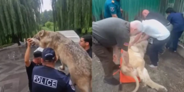 Qaqik Tsarukyanın iqamətgahından üç şir və bir pələng zooparka aparılıb