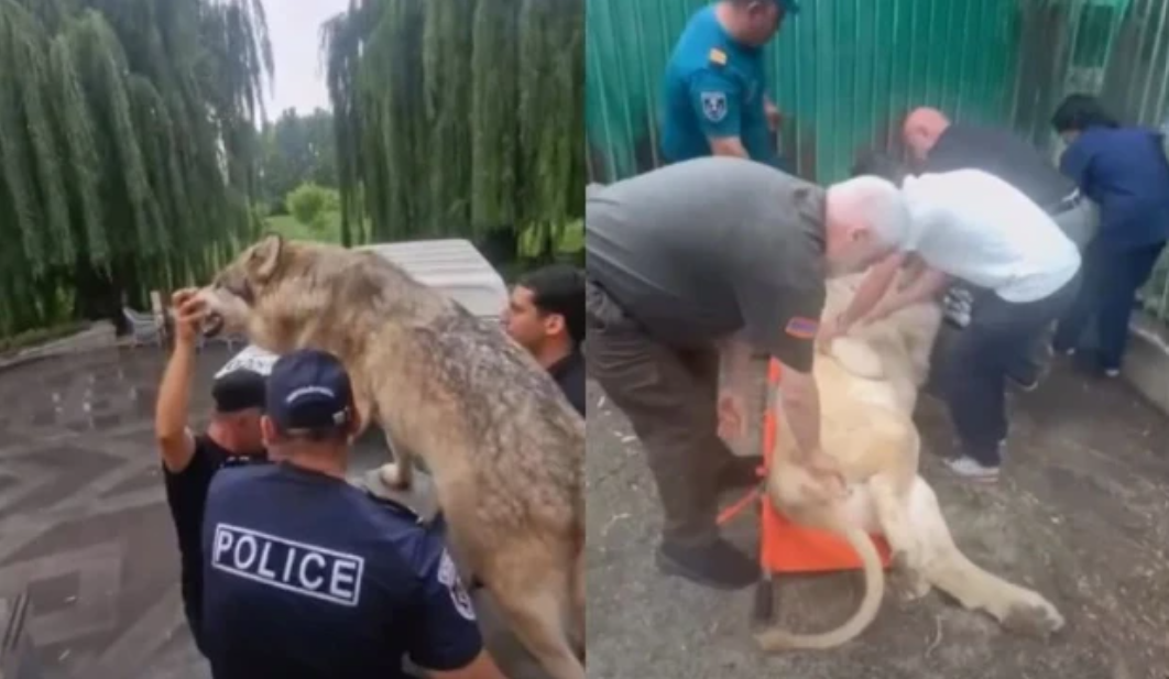 Qaqik Tsarukyanın iqamətgahından üç şir və bir pələng zooparka aparılıb