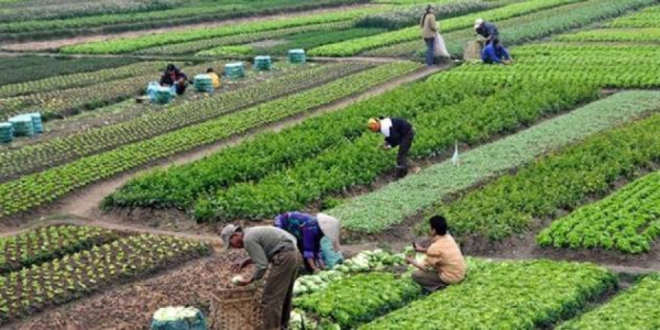 Fermerin gəlirliliyini artırmadan insanların kənddə qalmasını gözləmək real deyil -