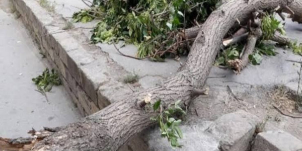 Bakıda güclü külək nəticəsində xəsarət alanların sayı açıqlanıb