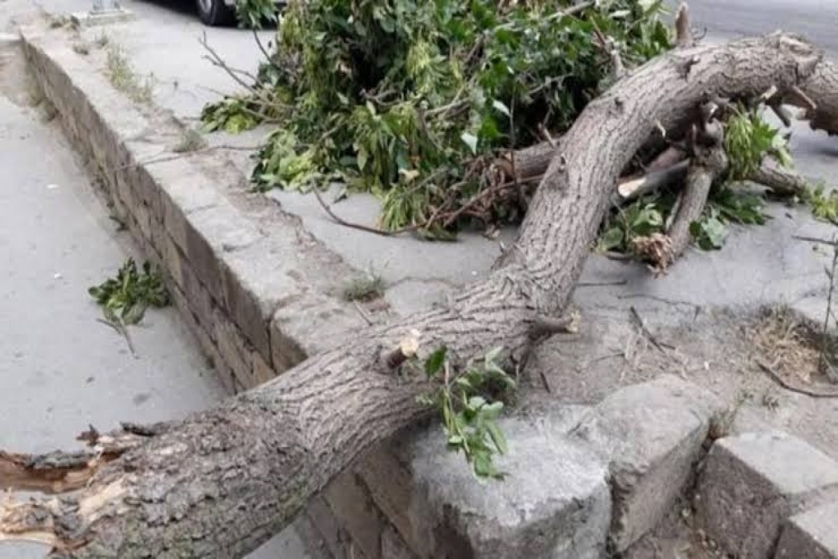 Bakıda güclü külək nəticəsində xəsarət alanların sayı açıqlanıb