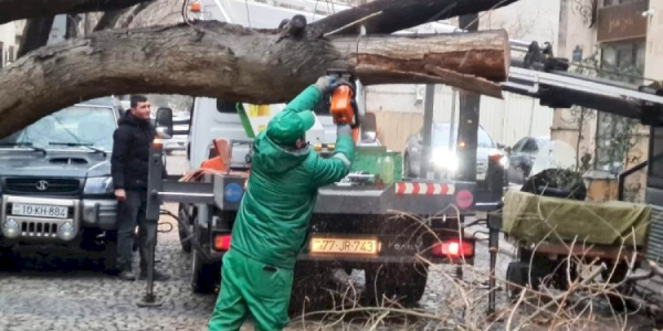 Bakıda güclü külək 7 ağacı aşırıb, 22 budağı sındırıb