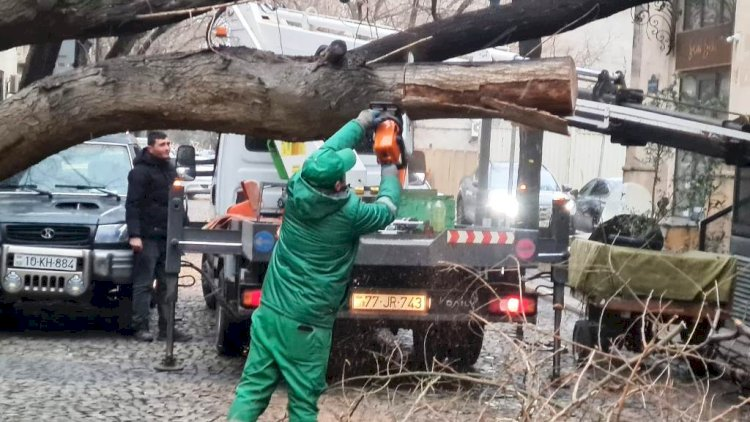 Bakıda güclü külək 7 ağacı aşırıb, 22 budağı sındırıb
