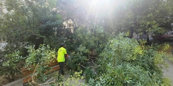 Bakıda dünəndən başlayan güclü külək nəticəsində 48 ağac aşıb, 63 budaq sınıb