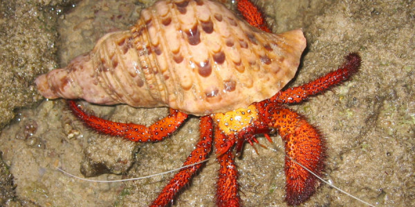 Hermit xərçəngləri təbii qabıqlar əvəzinə plastikdən istifadə edir