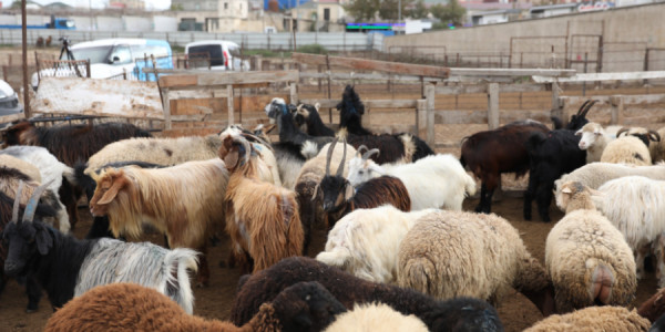 Təsərrüfatlarda ümumi heyvan sayı azala bilər -